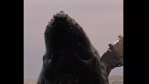Breaching Humpback whale! Monterey