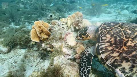 TURTLE PARADISE video 2 - a Nature Relaxation Underwater Ambient