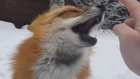 Tame fox