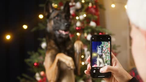 Man taking photo of dog standing on back paws on christmas tree background,