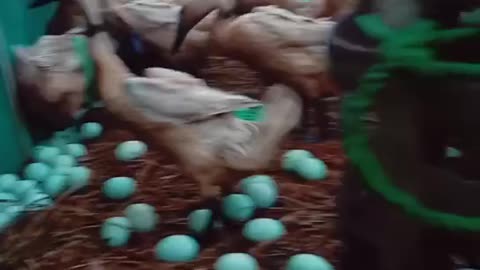 lots of duck eggs