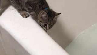 Kitten falls in bath tub
