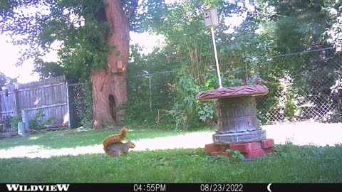 Squirrel and the bird bath,