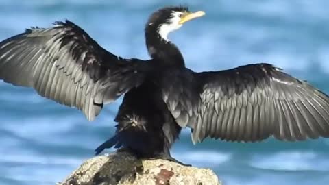 Black duck feeling well after bath!