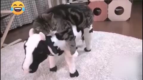 FUNNIEST ANIMALS 2021 😹 Funny Animal Videos 😹 Try Not To Laugh