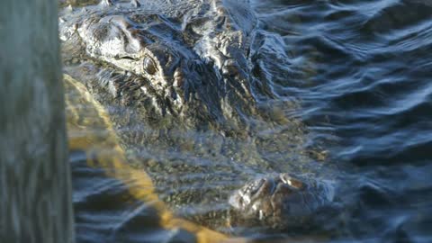 alligator swimming around a pier