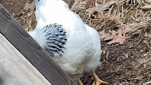 Pecking Chicken