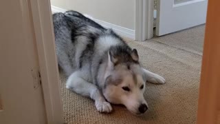 Impatient Husky