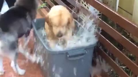 Perros más que emocionados disfrutan una baño a la intemperie