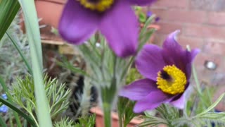 Pulsatilla vulgaris