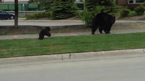 Cubs Walk with Mama Bear Around Anchorage