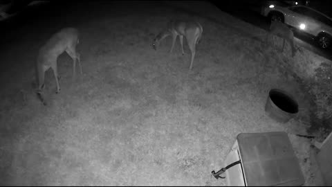 Whitetail deer in my Cypress (Houston) neighborhood - Cam2 - 8/17/23 pm