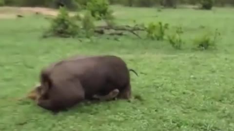 A male lion enters a bison herd and knocks down a bison