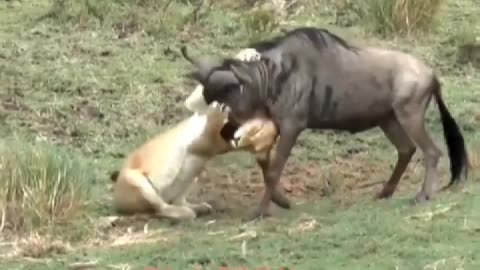 A lion captured a wildebeest, accident happened next second
