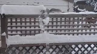 Squirrel Plows Through Thick Snow