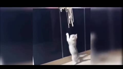 Best funny cat videos 😹