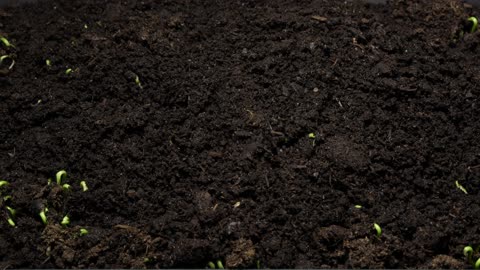 Sunflower sprouts dancing timelapse