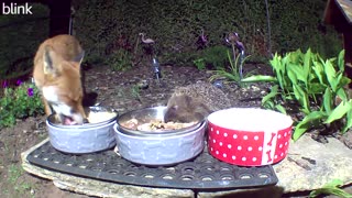 Unlikely Friends Share A Meal