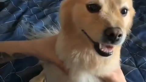 Dog funny video