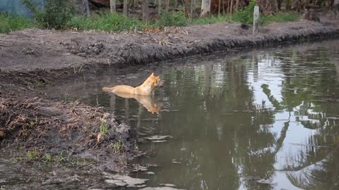 Watch Funny Dog Chilling in a Pool 🤣