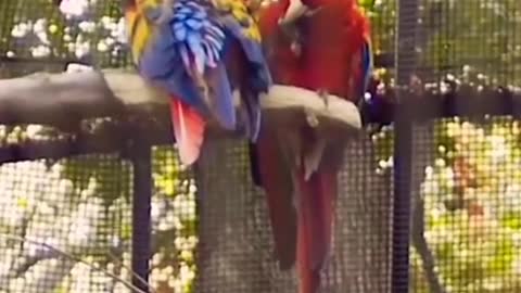Beautiful And Colourful Macaws Parrot Loving Clips Scenes