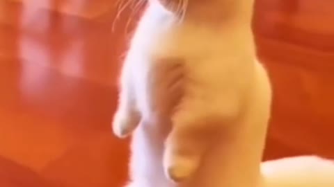 Funny cat is police officer video