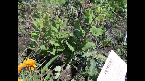 Leaves Have Medicinal Uses Ginger Bush August 2023