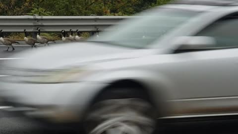 Flock of Geese Using Highway Merging Lane