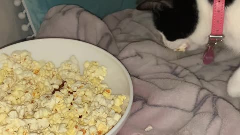 Kitty Snatches Herself A Popcorn Snack