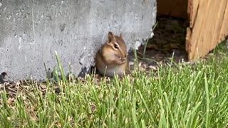 Cute little backyard chipmunk
