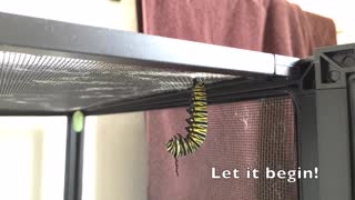 Incredible Time Lapse Monarch Metamorphosis From Caterpillar J-Hook to Pupa