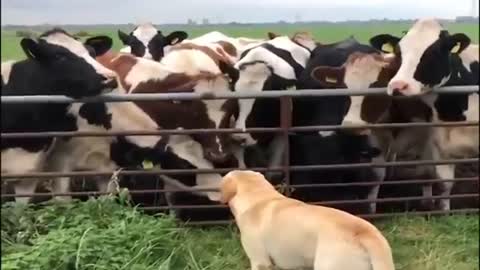 dogs vs 10 cows, what will happen?