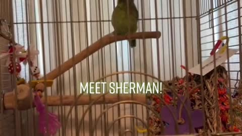 Meet Sherman!