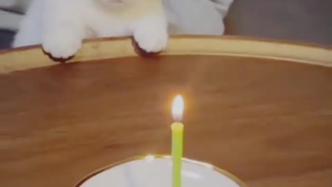 Funny animals prank videos CAT BIRTHDAY PARTY 😸😂