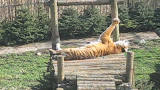 Tiger basking in the sun. Kaliningrad zoo.
