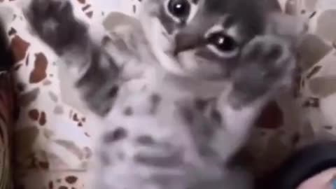 meow animals #meow #animals #cats #dogs #funnyvideo #fightcoronavirus #viral #reel #viralreelsfbpage #foryoupageシvir #trendingreelsvideo #foryou