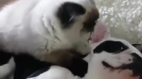 Cat Massaging Dog