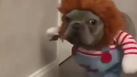 Funny little cute puppy looks spectacular in his Halloween costume