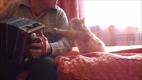 Funny Cat and Accordion
