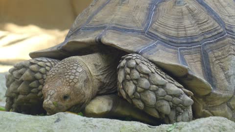 Giant Turtle Eating Grass in Zoo. Closeup. Closeup
