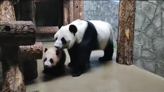 Mama and son Panda bears 😍😍