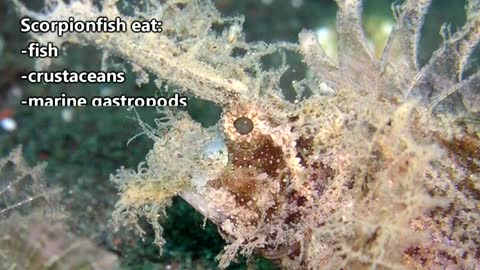 Scorpionfish facts: Dangerous Fish of the Ocean