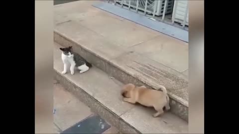 Dog vs Cat funny video