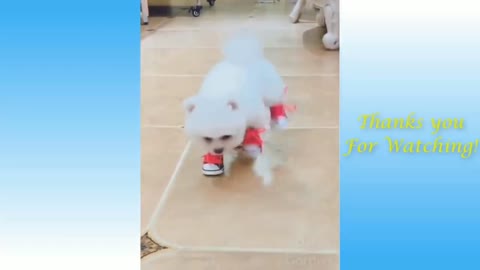 Cute puppy tries it's new shoes very funny video