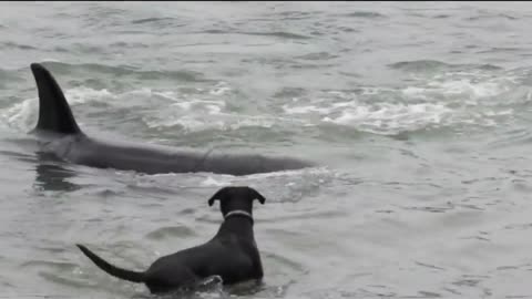 Orca encounter with diver and dog (Orcas at Matheson Bay, New Zealand)