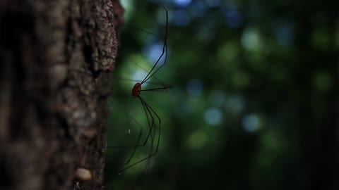 Spider - for your video editing