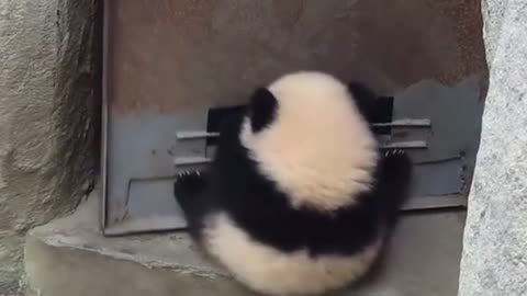 This panda is agent 008