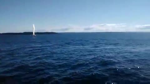 Whales Scare And Splash Water On People In Jervis Bay