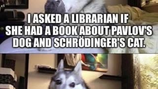 Pavlov's Dog and Schrödinger's Cat #shorts #memes #science #science humor