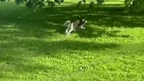 Dogs Cute and funny videos